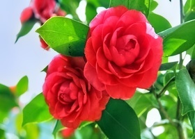 2000087614_14.jpg